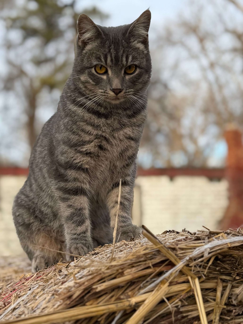 Farm cat named Trax